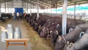 Wellhealthorganic.com:buffalo milk